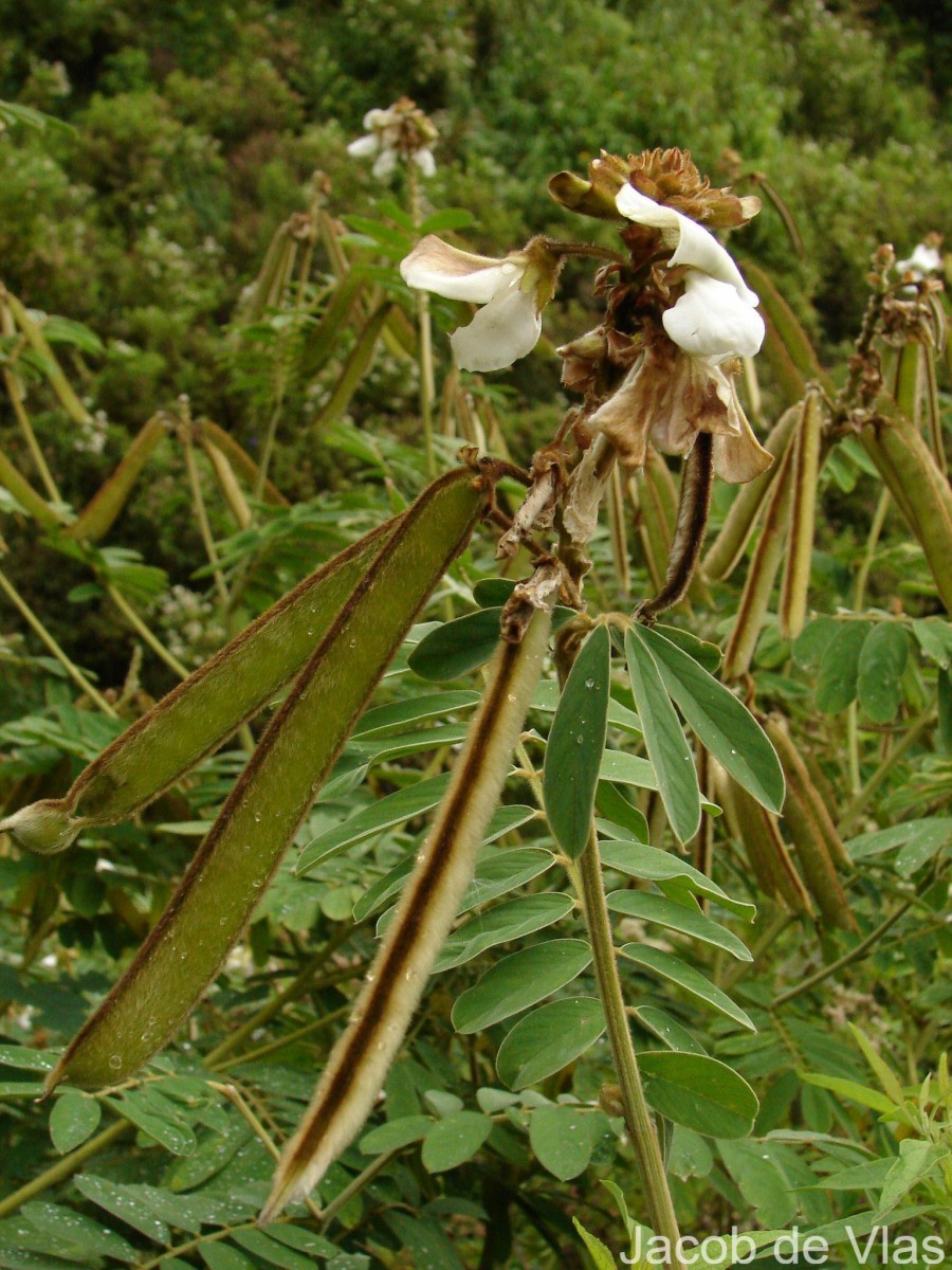 Tephrosia vogelii Hook.f.